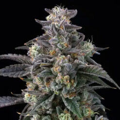 Super Boof  3 u. fem. Barney's