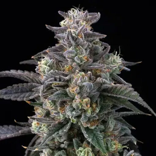Super Boof  3 u. fem. Barney's