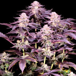 Super Boof  4 u. fem Sacred Terps