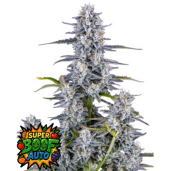 Super Boof Auto  1 u. fem. FastBuds Seeds