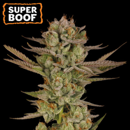 Super Boof  fem.  3 u. Seedstockers Superior