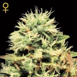 Super Bud fem. Green House