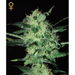 Super Critical fem. Green House