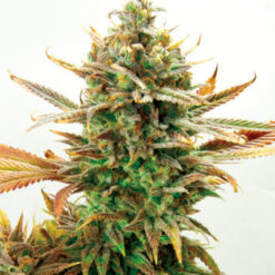 Super Critical Bud CBD fem. Garden of Green Seeds