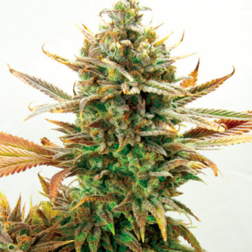 Super Critical Bud CBD fem. Garden of Green Seeds