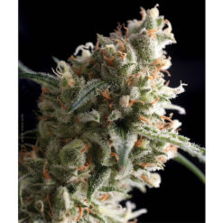 Super Hash fem. Pyramid Seeds