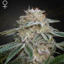 Super Lemon Haze x GMO fem. Green House