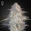 Super Lemon Haze x Pink Candy  3 u. fem. Green House
