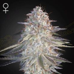 Super Lemon Haze x Pink Candy  3 u. fem. Green House