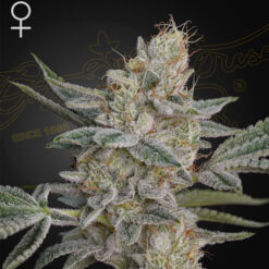 Super Lemon Haze x RS11 fem. Green House