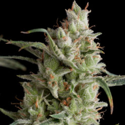 Super Og Kush fem. Pyramid Seeds