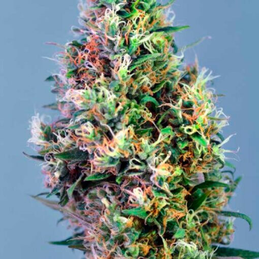 Super Pineapple Haze fem. Garden of Green Seeds