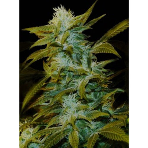 Super Silver Bilbo fem. Genehtik Seeds