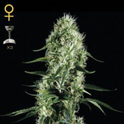 Super Silver Haze fem. Green House