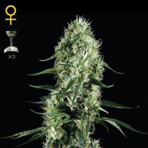 Super Silver Haze fem. Green House