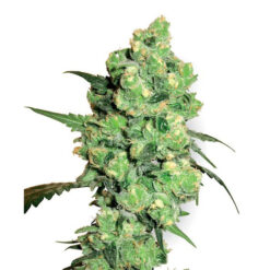 Super Skunk 10 u. reg. White Label