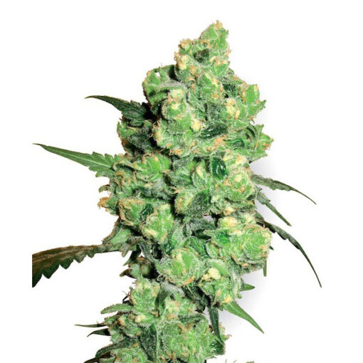 Super Skunk 10 u. reg. White Label