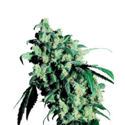 Super Skunk fem. Sensi Seeds