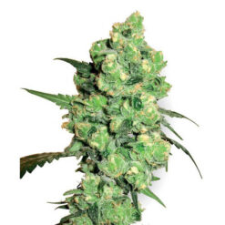 Super Skunk fem. White Label