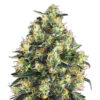 Super Skunk fem. Nirvana