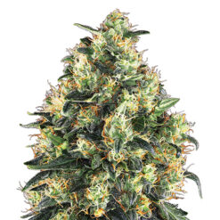 Super Skunk fem. Nirvana