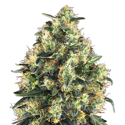 Super Skunk fem. Nirvana