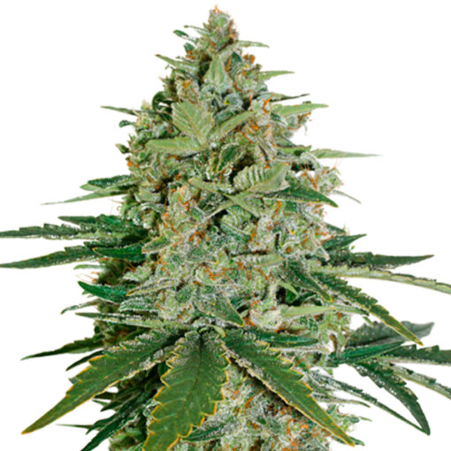 Super Skunk fem. Seedstockers