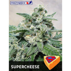Supercheese fem. Positronics Seeds