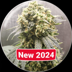 Superfruit CBD fem. Medical seeds