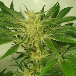 Supreme Nectar 4 u. fem ZmoothieZ