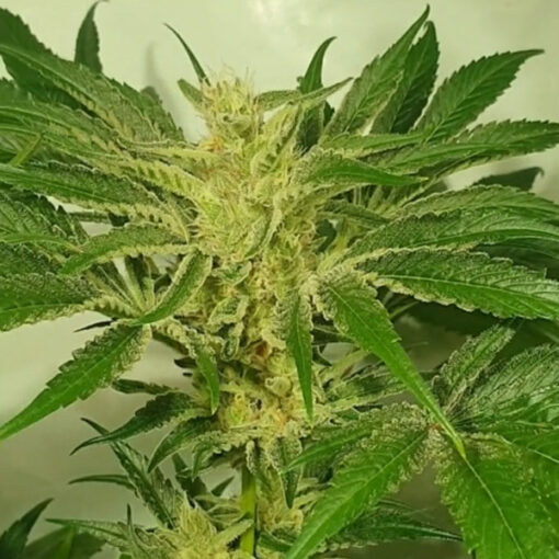 Supreme Nectar 4 u. fem ZmoothieZ