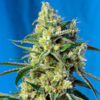 Sweet Amnesia Haze fem. Sweet Seeds