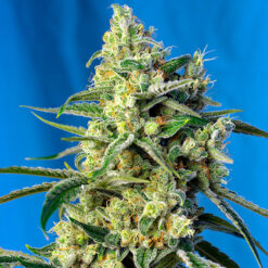Sweet Amnesia Haze fem. Sweet Seeds