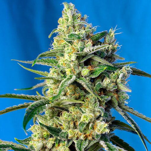 Sweet Amnesia Haze fem. Sweet Seeds