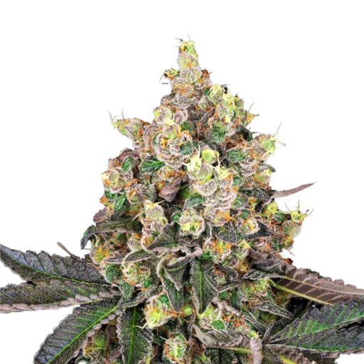 Sweet Berry Breeze fem. White Label