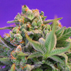 Sweet Cheese fem. Sweet Seeds