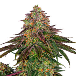 Sweet Cherry Kush fem. Sensi Seed