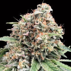 Sweet Critical 2.0 fem. 00 Seeds