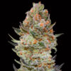Sweet Critical CBD fem. 00 Seeds