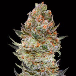 Sweet Critical CBD fem. 00 Seeds