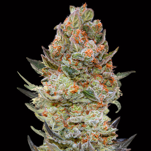 Sweet Critical CBD fem. 00 Seeds
