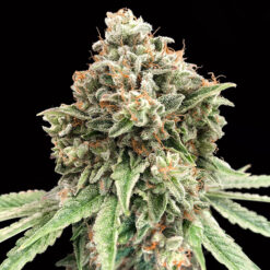 Sweet Critical Fast fem. 00 Seeds