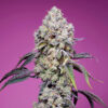 Sweet Mandarine Zkittlez F1 Fast Version fem. Sweet Seeds