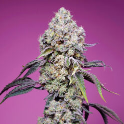 Sweet Mandarine Zkittlez F1 Fast Version fem. Sweet Seeds