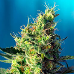 Sweet Pure CBD. Granel Profesionales Sweet Seeds