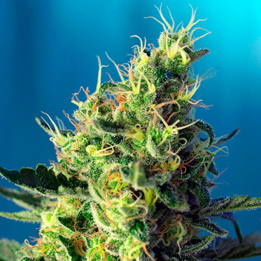 Sweet Pure CBD. Granel Profesionales Sweet Seeds