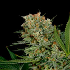 Sweet Russian fem. Garden of Green Seeds