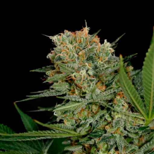 Sweet Russian fem. Garden of Green Seeds