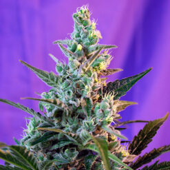 Sweet Skunk Fast Version fem. Sweet Seeds