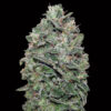 Sweet Somango fem. 00 Seeds